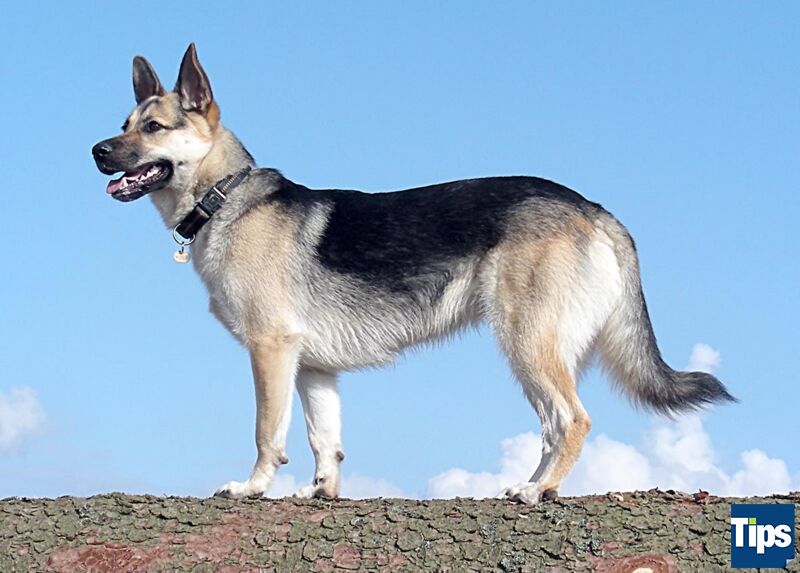 Der glückliche Hund braucht nicht viel