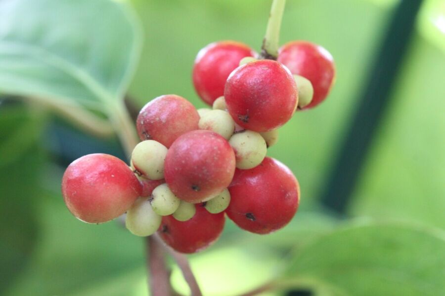 Online Seminar Schisandrabeere – die Beere für ein langes gesundes Leben