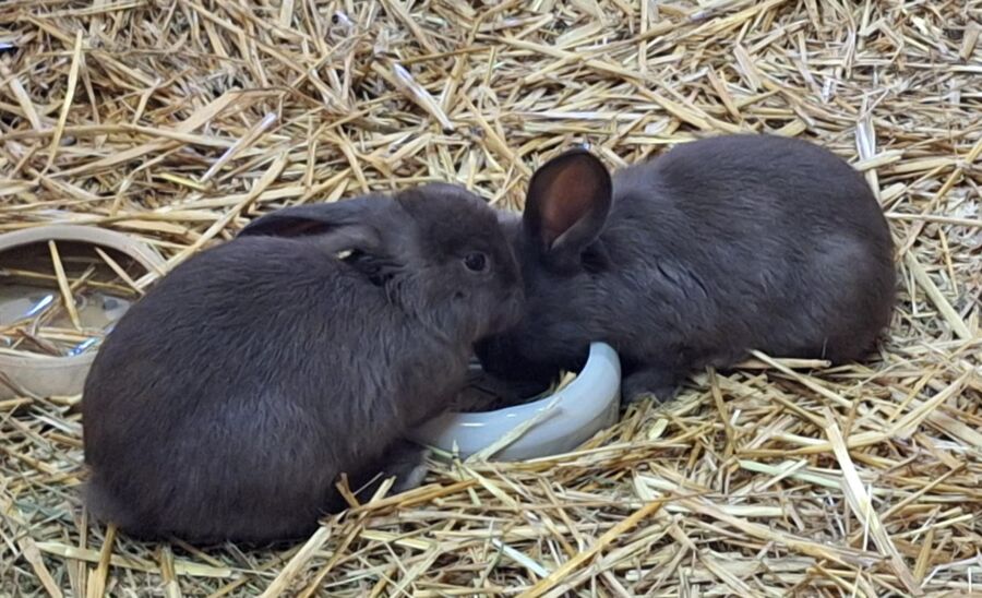 Osterhasenausstellung in St. Florian/Inn