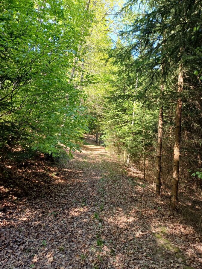 Infoveranstaltung: Klimafitte Mischwälder der Zukunft