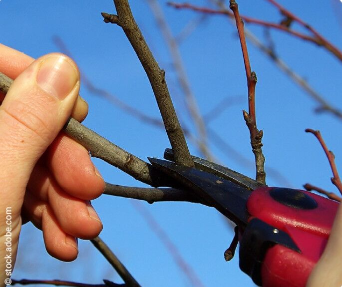 Obstbaumschnittkurs - Gesunder Baum-reiche Ernte