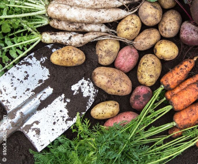 Gemüsegarten leicht gemacht-einfach starten und sicher ernten - Praxistipps für Einsteiger:innen und Gartenneulinge