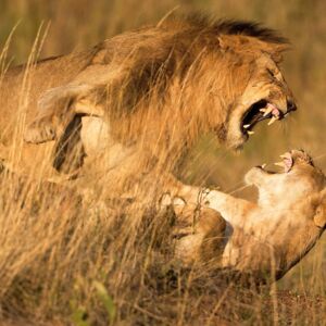 AMSTETTEN. Tips verlost 3x2 Tickets für die Fotoshow „Die besten Fotos der Welt“ im Arbeiterkammersaal Amstetten