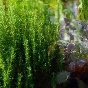 HIRSCHBACH. Kursplatz für „Notfallmittel aus der Natur“ am 11. April am Biohof Abraham gewinnen. 