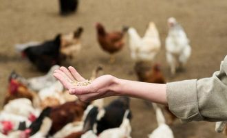 KALTENBERG. Theateraufführung: "Mord im Hühnerstall". VS-Turnsaal, ab 28. Februar. 5x2 Freikarten