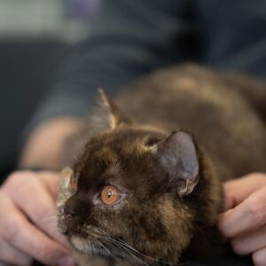 ASPACH. 3x2 Freikarten für die internationale Katzenausstellung, 1. und 2. November