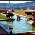 STEYREGG. 2x1 Einheit, wahlweise ein Schnuppertag oder eine Schwimmeinheit, Hundehotel Dog Care