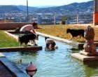 STEYREGG. 2x1 Einheit, wahlweise ein Schnuppertag oder eine Schwimmeinheit, Hundehotel Dog Care
