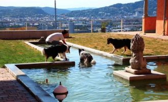 STEYREGG. 2x1 Einheit, wahlweise ein Schnuppertag oder eine Schwimmeinheit, Hundehotel Dog Care