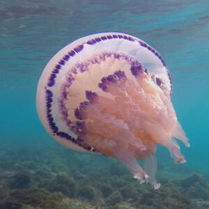 GMUNDEN. 3x2 Karten für „Elements Of(f) Balance“ im Kino Gmunden am Dienstag, 27. Jänner, um 19 Uhr