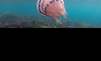 GMUNDEN. 3x2 Karten für „Elements Of(f) Balance“ im Kino Gmunden am Dienstag, 27. Jänner, um 19 Uhr