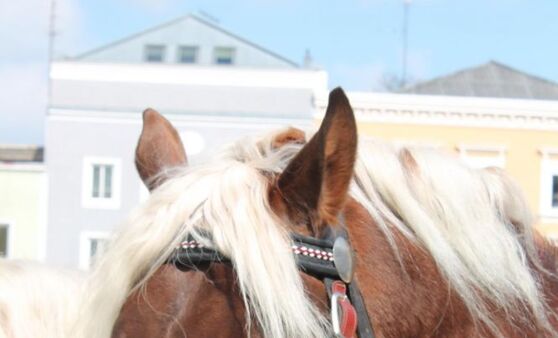 Rieder Pferdemarkt 2015 (Teil 2)