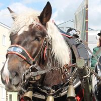 Rieder Pferdemarkt 2016 (1)