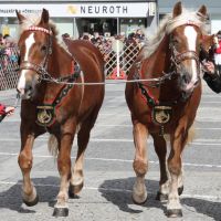 Rieder Pferdemarkt 2016 (Teil 2)
