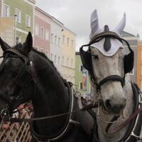 Rieder Pferdemarkt 2017, Teil 1