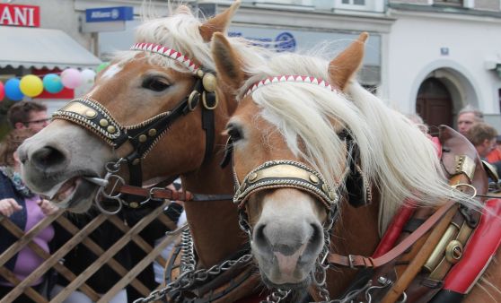 Rieder Pferdemarkt 2019 (Teil 1)