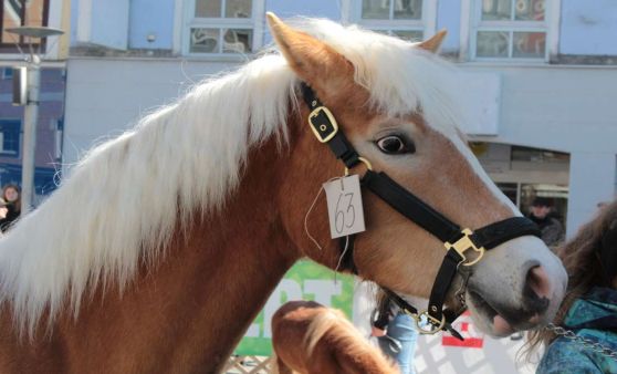 Rieder Pferdemarkt 2023, Teil 2