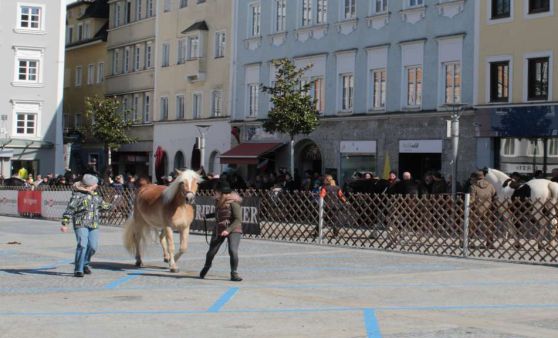Rieder Pferdemarkt 2023, Teil 3