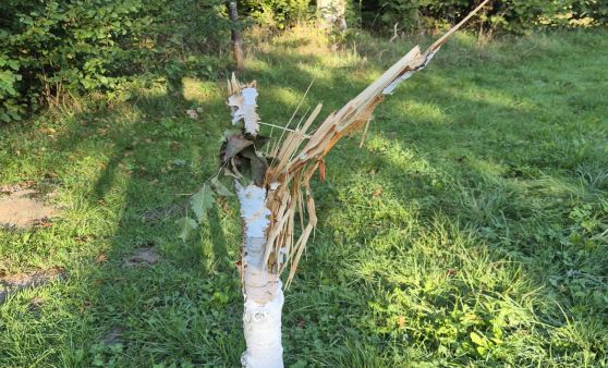 Vandalismus im Rieder Stadtpark, 9. Oktober 2026
