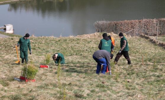 Douglasien-Aufforstung in Hofstetten