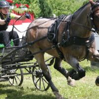 Jubiläums-Fahrturnier in Altenfelden