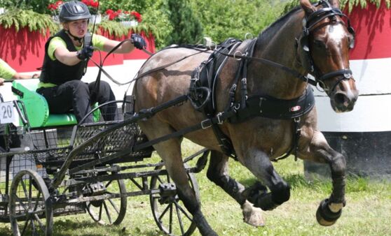 Jubiläums-Fahrturnier in Altenfelden