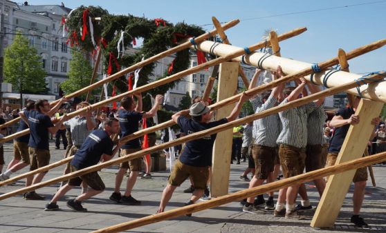 Linzer Maibaum ist aufgestellt