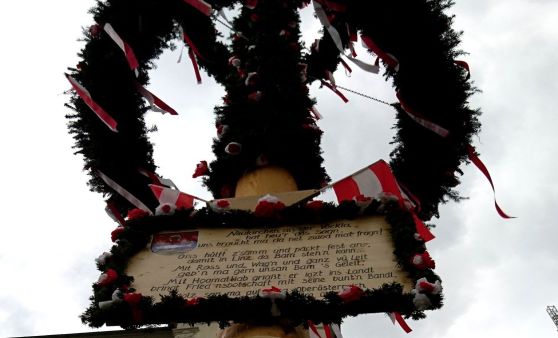 Linzer Maibaum steht kerzengerade: Gemeinde Neukirchen an der Vöckla übergab den Baum