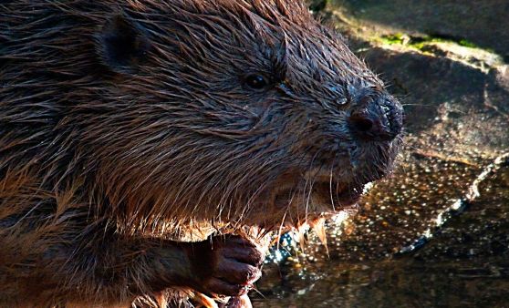 Biber-Fotos aus Steyr