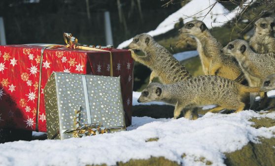Warten aufs Christkind
