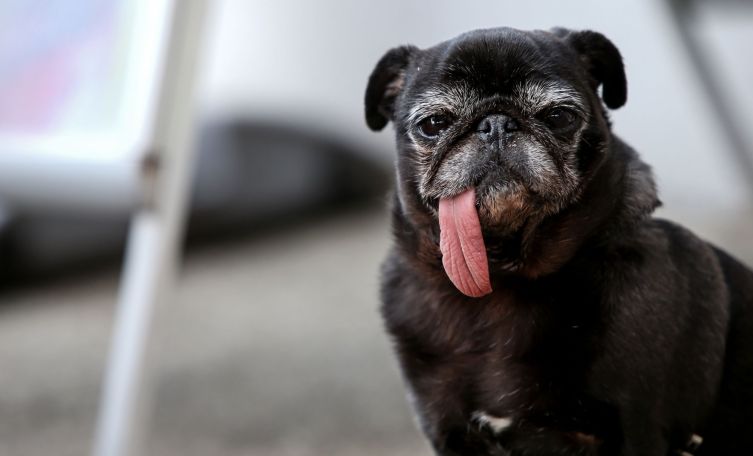 Zwei neue eingezäunte Areale für HundeFreilauf im Linzer Zentrum