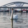 Einschwimmen Tragwerk 1 Neue Donaubrücke Linz 24. Februar 2021
