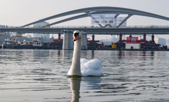 Einschwimmen Tragwerk 1 Neue Donaubrücke Linz 24. Februar 2021