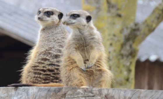 Tierpark Haag: Nachwuchs bei den Erdmännchen