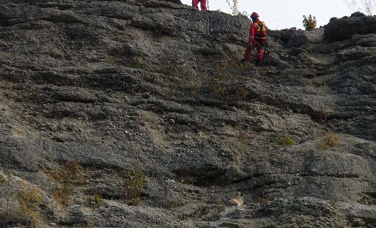 Hund Spike aus Felswand gerettet