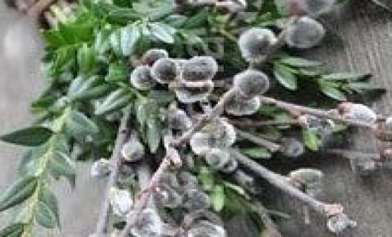 Ostermarkt in Dörnbach  Gde.Wilhering  Pfarheim Dörnbach