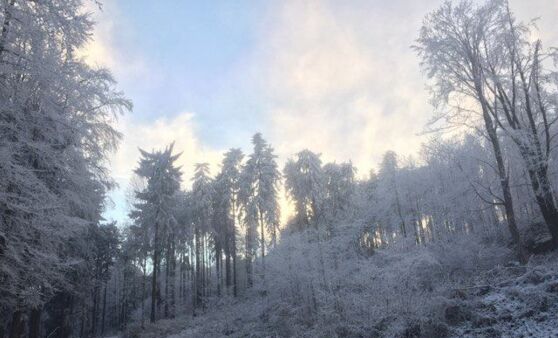 Raureif im Südichen Waldviertel