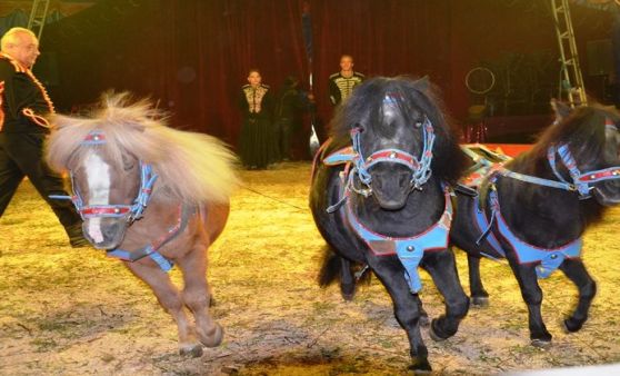 Circus Althoff gastiert in Amstetten