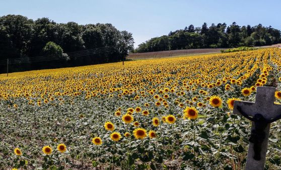 Herrliches Sonnenblumenfeld in Treffling!