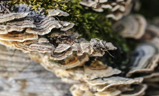 Natur im Miniformat am Schlesingerteich, Bärnkopf