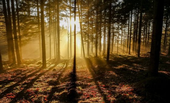 Nebelmeer am Burgstall!