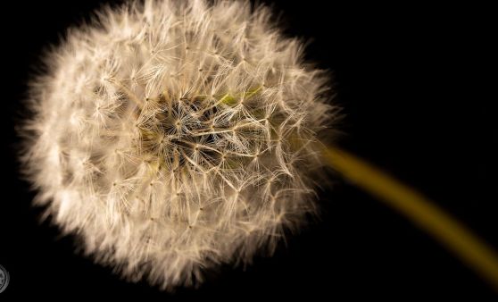 Alle Details und Millionen von winzigen Wassertopfen...