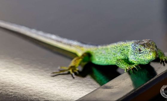 Ungewöhnlicher Besuch im Fotostudio!