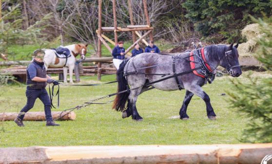 Holzrücken mit dem Pferd beim Georgiritt 2023 in St. Georgen am Walde