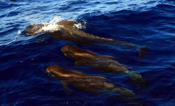 Tips-Leser-Reise Teneriffa 21.bis 28. Jänner 2017