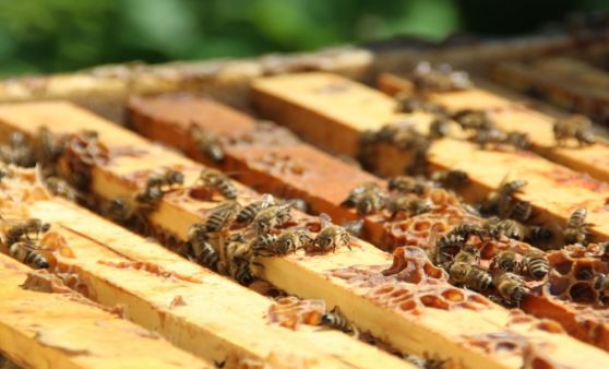 Unterwegs mit Hobbyimker Leopold Hinteregger