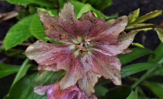 Blumen in Nachbars Gärten