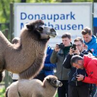Kamelfrühstück am Donaupark-Parkplatz in Mauthausen