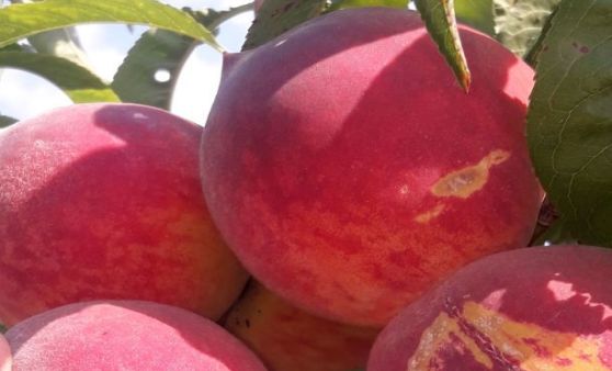Herrliche Bio - Pfirsiche gibt's beim Biohof Kreuzwieser und am Aschacher Bauernmarkt