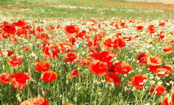 Mohnblumenwiese zur Sommersonnenwende